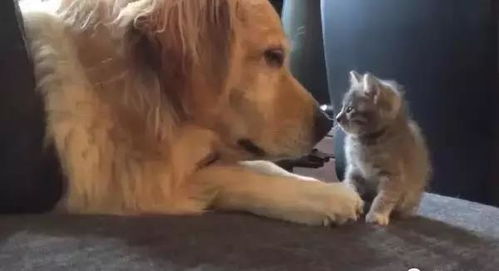 金毛隔窗热情回应，背后的故事令人深思