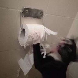 惊！女子回老家过年，猫咪竟将淋浴间变成“温泉”