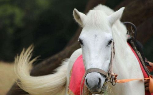 白龙马与主人救人后发烧到40度：一段感人至深的英雄故事