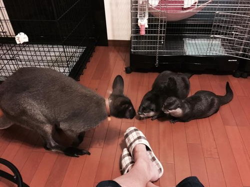 离家9天，猫咪竟把厕所淹了还欠费539元？