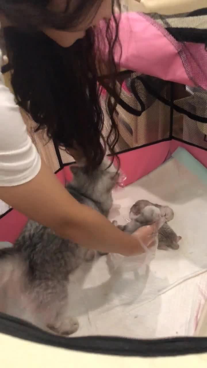 球球爸：微博上的暖心爸爸