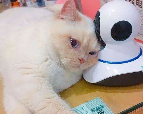 过年没人喂粮 猫咪按顺序一天吃一碗：揭秘春节宠物托管的温情与挑战