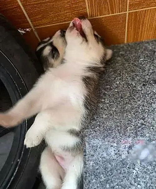 网购恶犬变‘袖珍’：我的离奇购物经历