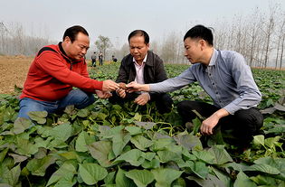 安徽阜南村民28万娶老挝儿媳，婚宴后一周失联：背后的故事