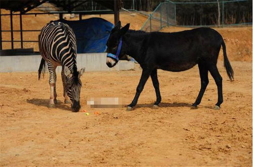 山东淄博游乐园创意引争议：用驴充当斑马背后的思考