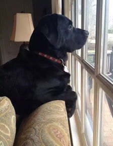 悬赏5万的走失宠物狗遭烹饪分食？真相令人震惊