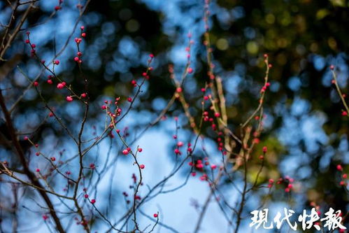 邂逅南京玄武湖罕见6瓣梅花：春日的惊喜