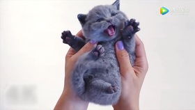 田曦薇小猫敬礼：优雅与灵动的完美结合