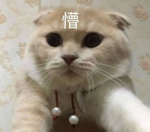 电竞版胖猫网恋对象被抓：当虚拟爱情遇上现实骗局