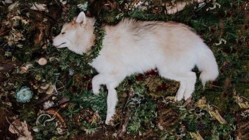 为什么人死后会很快发臭，而猪肉羊肉不会那么快？