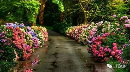 仙台有树，你是为我花了心思的