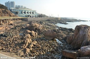 烟台海边的石墩被雪鸭子占领了，仿佛现实版《大鱼海棠》