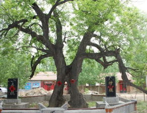 邓为领衔《仙台有树》：一场关于成长与爱的仙侠之旅