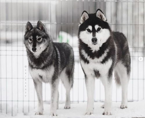 男子拍下自家蒙古獒盖雪而睡，真实故事令人动容