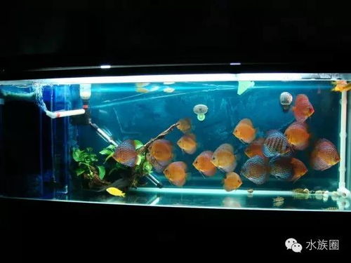 从灯具出口到养鱼种菜：一家企业的转型之路