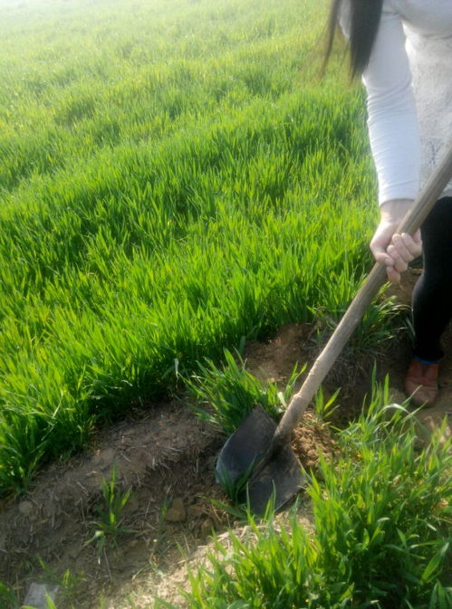 女子浇地隔天小麦全冻住，寒潮来袭如何保护冬小麦？