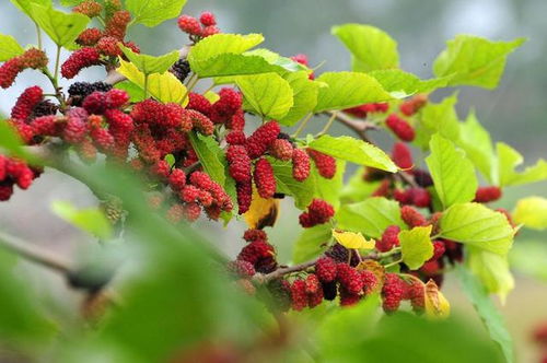 桑葚的甜美记忆：一场关于自然与童年的赏析