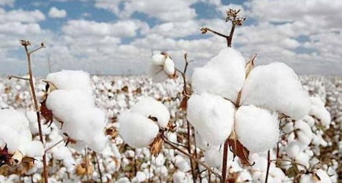 用棉花替代真雪？成都雪村事件背后的真相与反思