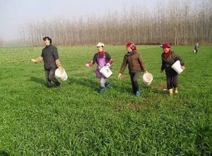 为什么中国还要推广化肥？粪肥真的比化肥好吗？