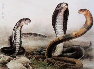 恰到好处的坚持：开启乙巳蛇年成长新篇章