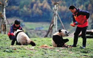 捷克保护区内8只河狸2天建好水坝，大自然的工程师令人惊叹