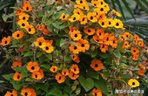 黄色鸡冠花：秋日里的金黄盛宴