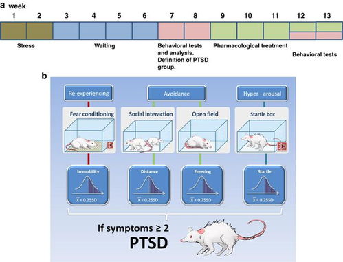 探索创伤后应激障碍的奥秘：从动物模型到治疗新希望