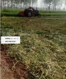 20亩小麦青苗被毁：两名肇事者逃跑后的追踪