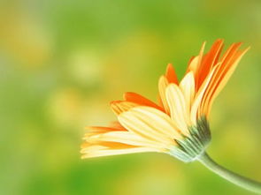 谢谢你，曾与我肩并肩——那些关于菊花叶子的记忆