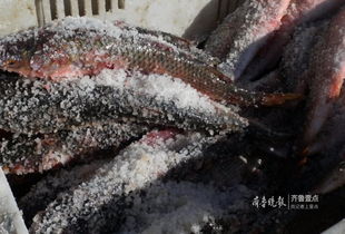 潍坊海面冻住大量梭鱼根本捡不完