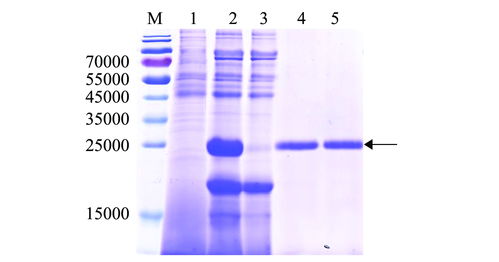 麦芽糖转糖基酶研究：毕赤酵母表达与活性剖析