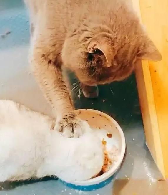 蓝猫砸碗事件：从微博热搜看一场意外引发的全民讨论