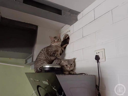 租客失联留下13只猫，房东的无奈与宠物的困境