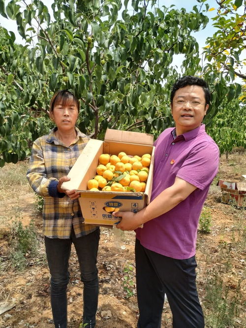 老家河南生活日常：烟火人间的幸福画卷