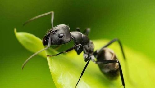 上班7天喝的都是蚂蚁泡澡水：打工人的养生新方式