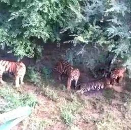 动物园内东北虎咬死同伴？真相竟是发情期打斗