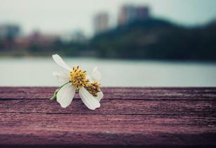 生命中的情感旅程：宽恕、爱与成长