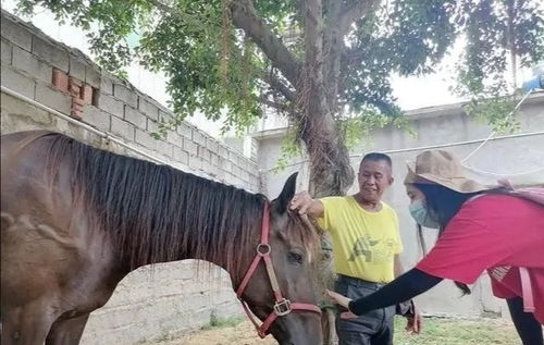 英雄“白龙”马离世：一场人与马的生命接力