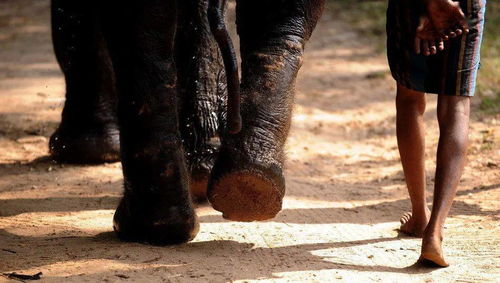 人与动物的温情凝视：镜头下的15年感动瞬间