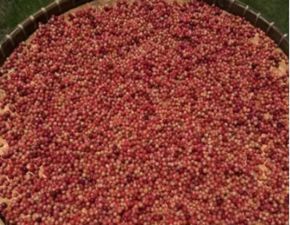 五味子泡酒全攻略：如何选择合适的酒、配方比例及正确泡制方法