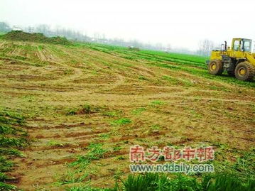 河南麦苗被铲事件背后的真相：小村庄里的大风波