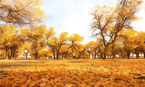 一场盛大的金黄：诗意中的自然与人生