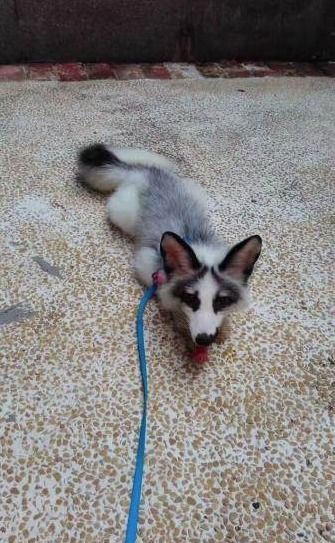 亚冬会直播中的“小狐狸选手”：冰雪运动的魅力无人能挡