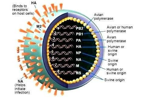 大鼠IgG亚型检测新篇章：ELISA试剂盒引领科研探索之旅