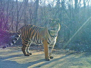 偶遇野生东北虎！延边边境的惊险与震撼