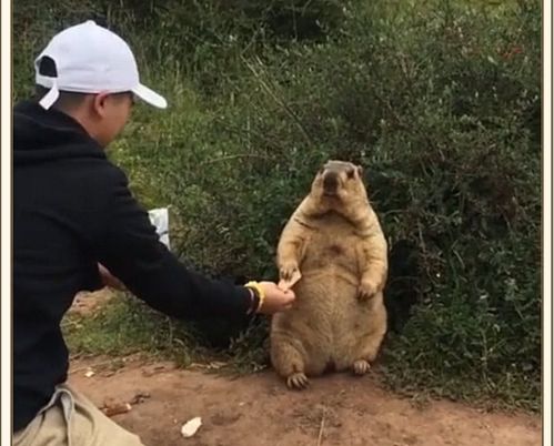 千万不要学哪吒去收土拨鼠：一场关于自然与生命的反思