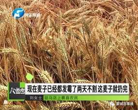 河南焦作20亩麦苗被铲事件：村民的愤怒与真相的追寻