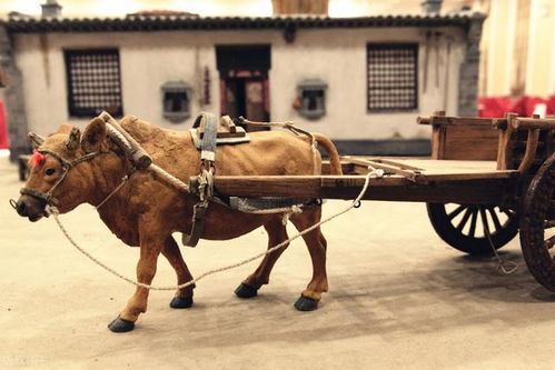 女子路遇牛儿堵路 礼貌打招呼通过：一场人与动物的和谐对话