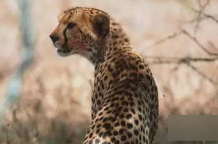 猎豹移动与News Republic：一场被误解的收购真相