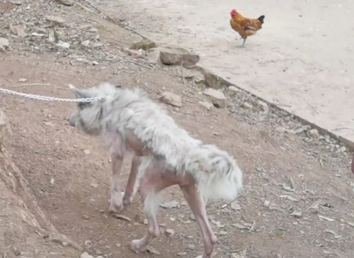 白马主人哽咽讲述：从救人到救治爱马的感人故事